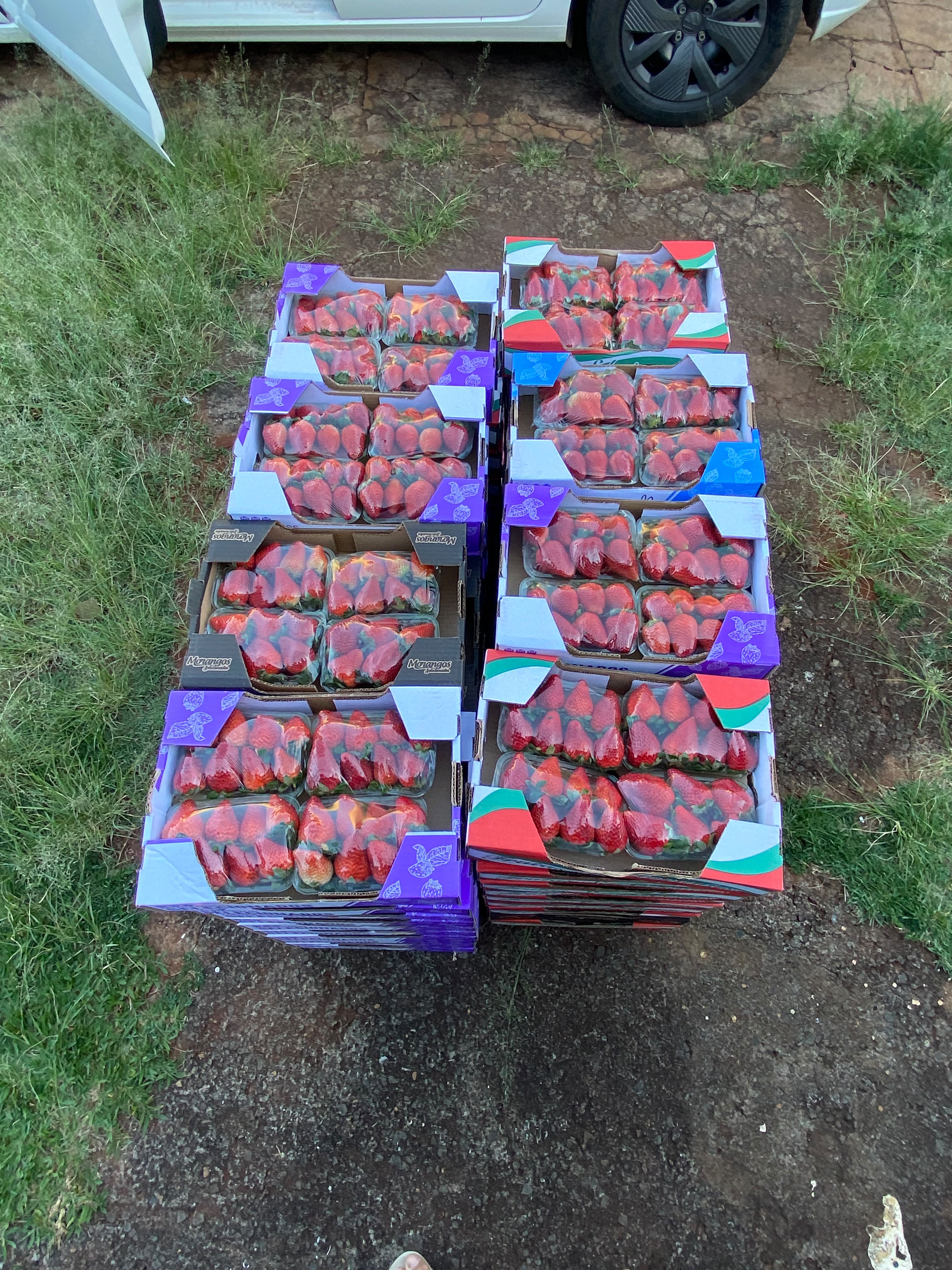 Caixas de morangos selecionados carregadas para entrega, ao entardecer em Bebedouro