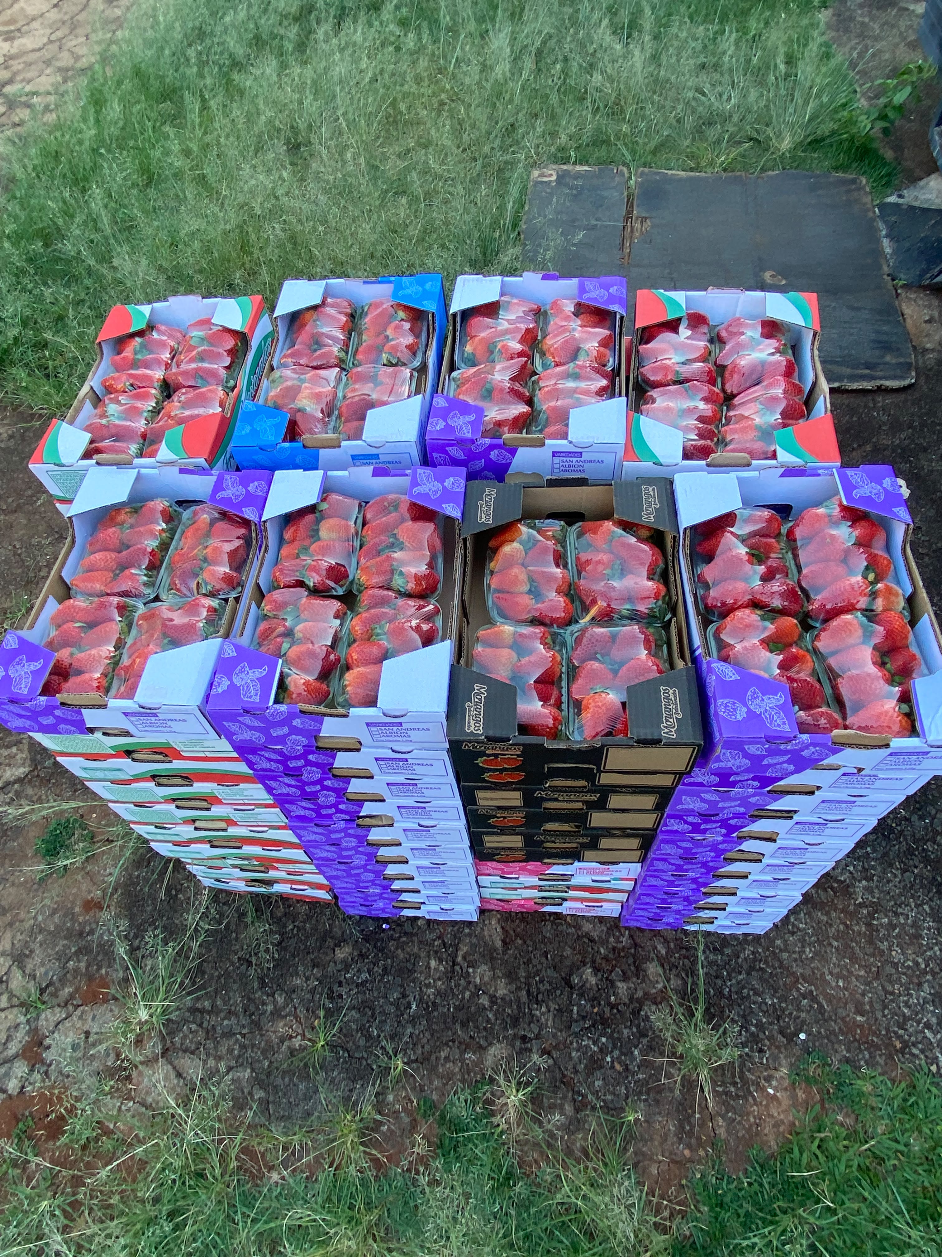 Caixas de morangos organizadas por variedade para carregamento