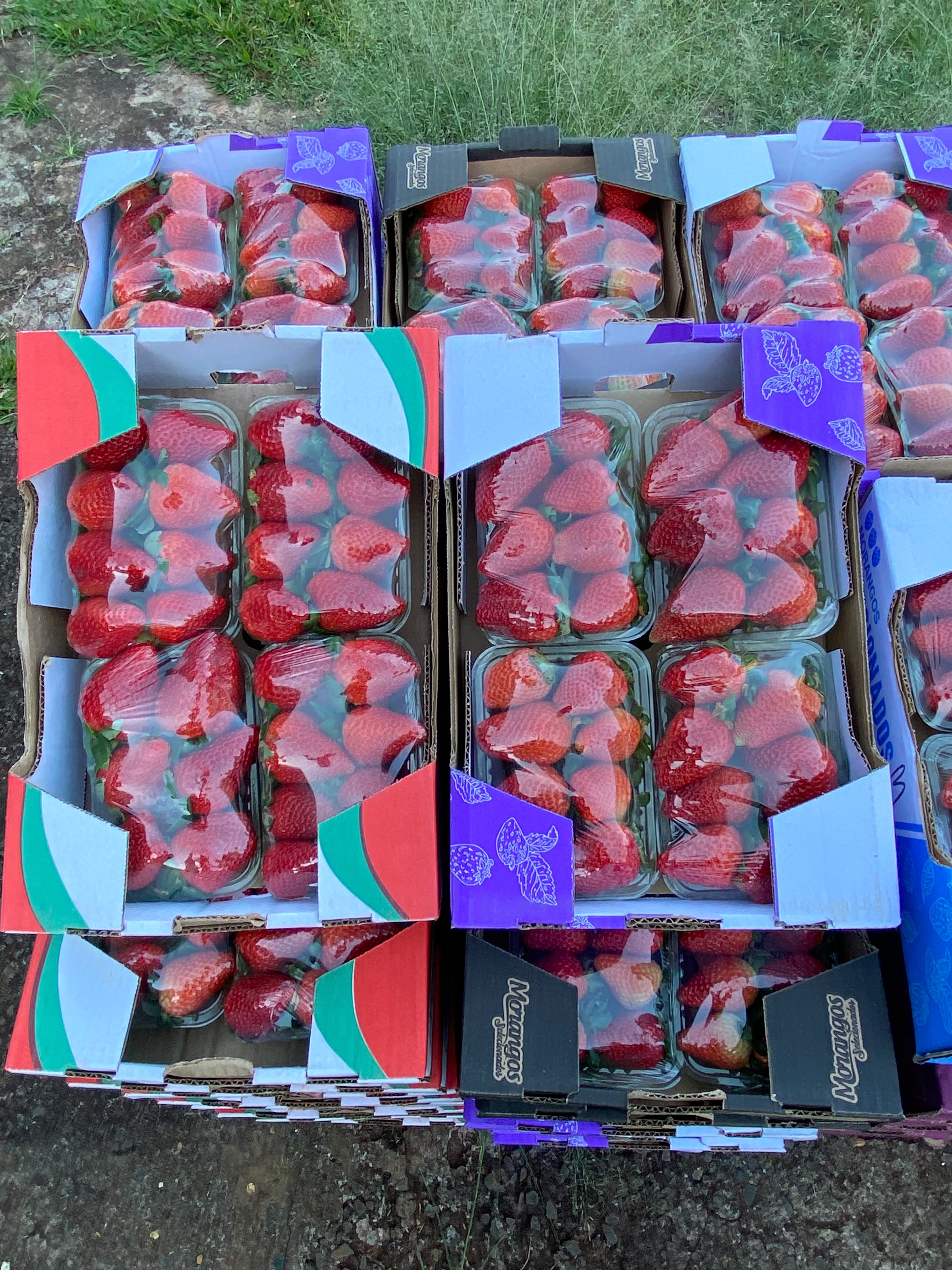 Pallet completo de caixas de morangos selecionados, prontas para envio